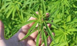 Listede İzmir de var: Kenevir üretimine onay çıktı