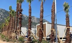 Muğla sahillerinde kaçak yapılara geçit yok: 11 işletme mühürlendi