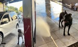 Sıcaktan bunalan köpeğin ilginç serinleme yöntemi: O anlar gülümsetti