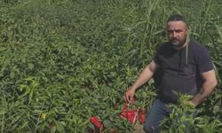 İzmirli çiftçiden çarpıcı açıklama: Borçlarımızı ödeyecek, ayakta kalacak gücümüz kalmadı