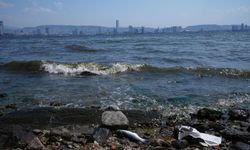 İzmir milletvekilinden körfez isyanı: Taşın altına elinizi koyun!
