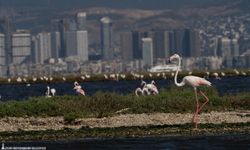 Kuşların yaşam alanı İzmirlilere açıldı: Flamingo Yolu tekne turu başladı
