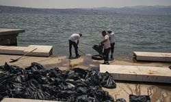 İzmir'de endişe yaratan görüntü: Ölü balıklar karaya vurdu