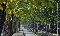 İzmir'in en güzel yollarından biri: Dutlu Yol