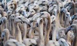 İzmir, onların da uğrak noktası: Binlerce flamingo böyle takip edilecek!