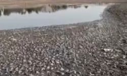 Gölet kurudu, binlerce balık telef oldu!