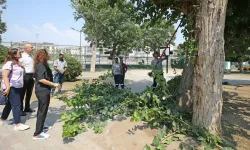 Karşıyaka'da parklara yoğun bakım