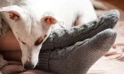 Köpekler neden ayak ucunda uyur? Nedeni sevgi değil