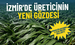 İzmir’de üreticinin yeni gözdesi: Kuraklığa dayanıklı ürün, 5 yılda üretimi hızla arttı