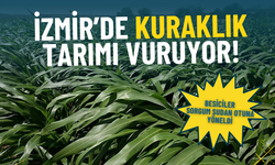 İzmir’de kuraklık tarımı vuruyor: Besiciler mısıra veda edip sorgum sudan otuna yöneldi
