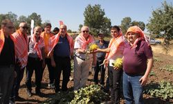 Manisa'nın kavunları pazarda: Mahalleli hasat etkinliğinde buluştu