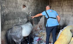 Buca’da yürek burkan manzara: Açlığa terk edilen 3 at kurtarıldı!