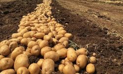 Patates tarlasında feci kaza: İşçi tırın altında kalarak can verdi