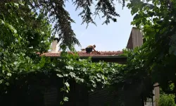 Ders için fırlatıldı: Evin çatısına düştü!