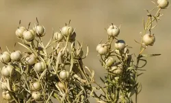 Nazardan korunmak isteyen bu otu alıyor: Buketi 100 TL