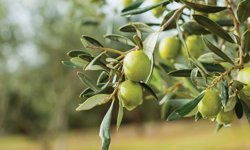 İzmir’de zeytinin zirvesi kuruluyor: Olivtech Fuarı için geri sayım başladı