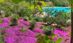 Urla Arboretum nerede? Urla Arboretum giriş ücreti ne kadar 2025?