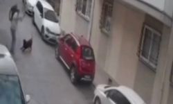 Balçova’da hayvana şiddet: Köpeğe kemerle saldırdı!