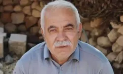 Ceviz toplamak isteyen muhtar hayatından oldu!