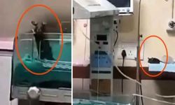 Hastanede fare skandalı: İki bebek can verdi