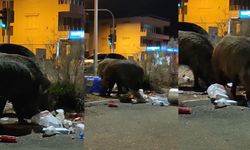 İzmir’de toplanmayan çöpler domuzlara yaradı: Cüsseleri şaşırttı!