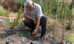 Yamanlar küllerinden doğuyor: Binlerce fidan toprakla buluştu