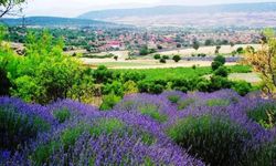 Burası Seferihisar değil: Türkiye'nin lavantaları ile ünlü köyü