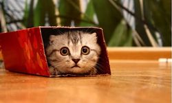 Kediler kutuları neden seviyor? İşte nedeni…