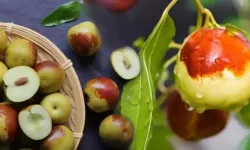 Doğanın gizli eczanesi: İşte mucize meyvenin 10 faydası