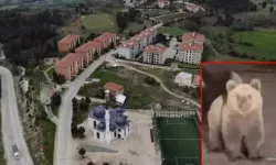 Site bahçesinde gezen yavru ayılar panik yarattı, yönetim uyarı yaptı