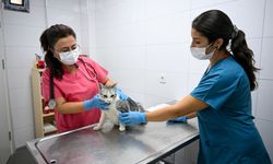 İzmir'de kedi kliniğine yoğun ilgi: Patili dostlarla uzmanlar ilgileniyor!