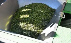 Çeşme’de hasat zamanı: Damla sakızı ve zeytin hasadı etkinliklerle başladı