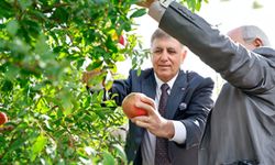 İzmir’de bereketli nar hasadı: Tugay  çiftçilerle tarlada