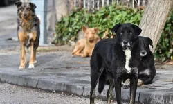 Beslediği sahipsiz köpek çocuğu ısırınca para cezasına çarptırıldı