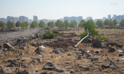 Diyarbakır’da ağaç katliamı: Kimliği belirsiz kişiler 120 ağacı kesti