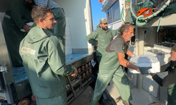 Ege Denizi’nde sardalya bereketi
