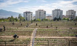 İzmir'de ücretsiz bostanlar: Kadınlar toprakla, Bornova umutla buluşuyor
