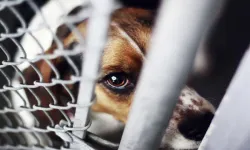 İzmir'de sahipsiz köpeğe şiddet sosyal medyayı ayağa kaldırdı: Polis harekete geçti
