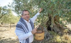 Ayvalık’ta Zeytin Festivali heyecanı