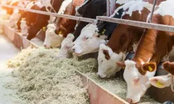 Hayvancılık sektörüne Şap darbesi: Geleceğimizi kesiyoruz!