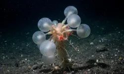 Bilim insanları şokta! Ölüm topu önüne geleni yiyor