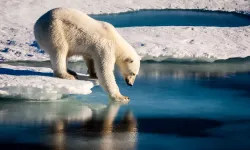Korkutan küresel ısınma uyarısı: 75 yıl kaldı!