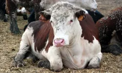 Deli Dana'da rahatlatan açıklama: Doğrulanmış vaka yok!