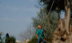 İzmir’de örnek uygulama: Balçova’nın parklarındaki zeytinler yağa dönüştürülüyor