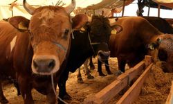 Menderes'te korkunç olay: Dananın saldırdığı besici hayatını kaybetti