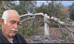 İzmir’de ceviz katliamı: 20 yıllık ağaçları kestiler