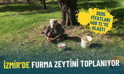 İzmir’de Furma Zeytini toplanıyor: 2025 fiyatları 450 TL’ye ulaştı