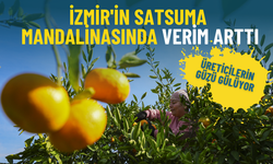 İzmir'de üreticilerin güzü gülüyor: Satsuma mandalinasında verim arttı