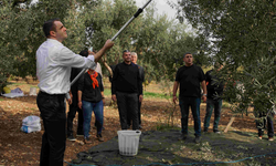 CHP’li Güç Kemalpaşa’da zeytin topladı, hükümeti eleştirdi
