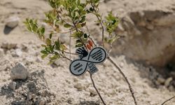 İzmir’de 411 fidan, binlerce adım, tek söz: İstanbul Sözleşmesi yaşatır